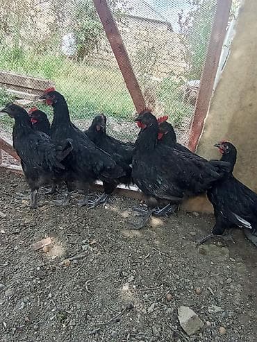 at satilir: Avstralob çolpalari xəstəiliyleri yoxdur tecli satılır tek tek alana — 2