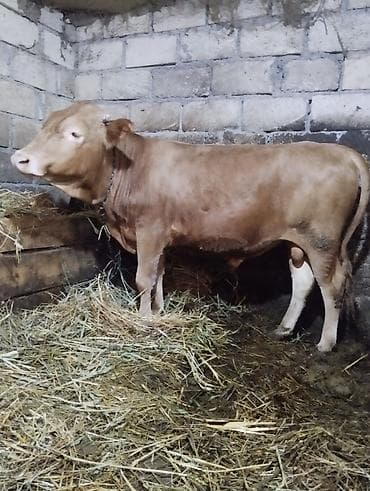 Satışda – 2 baş erkək dana və cins jesey duye 11ayliq qiymət ikisinə