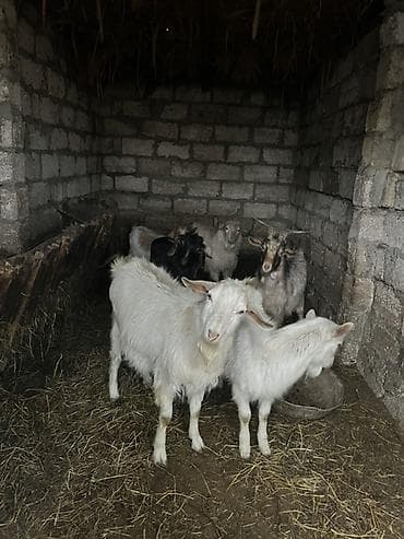 heyvan satisi: Məhsul: Çəpişlər satılır sağlam heyvanlardı 2 ədədi sanendi təmiz — 1