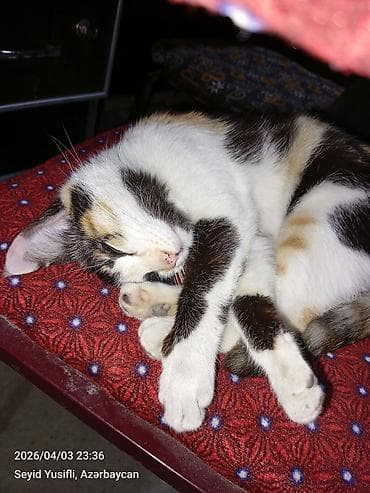 pisik adlari rusca: Yaxşı əllərə — 9