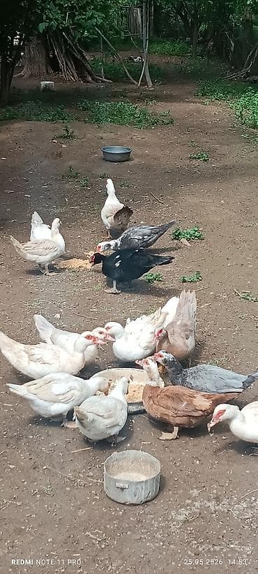 14 ədəd lal ördək cavan hazır biznes Məhsul: Hind ördəkləri