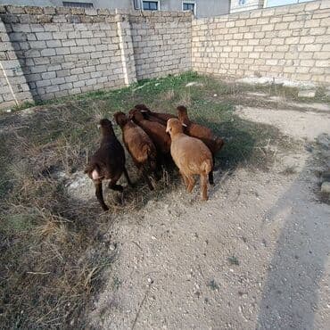 quzu şəkilləri: Salam aleyküm 7 dene emlik quzum cxdı satqa isdiyen buyursun elaqe — 6
