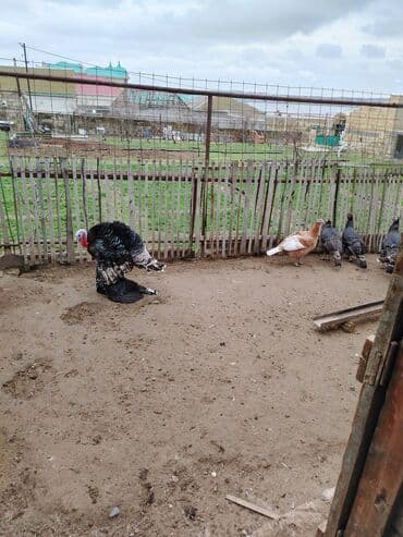 cins ineklerin qiymeti: Hind toyuqları – damazlıq sürü. Həm ətlik, həm yumurtaliq. Kanada və — 1