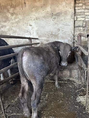 Etlik verilmir narahat etmeyin Erkek Anqus. - Növ: erkək dana (boğa — 2