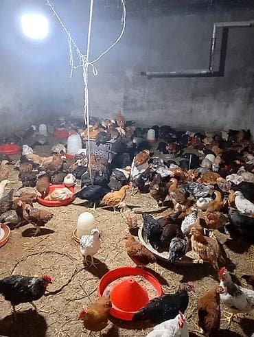 simental inek qiymeti: Toyuq, Yumurtalıq — 3