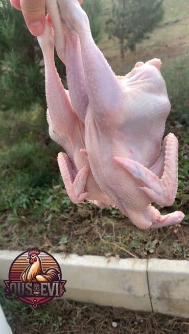 Süd məhsulları və yumurtalar: Tez bişən çolpalar – təmizlənmiş, hazır kəsim. - Növləri: kənd — 2