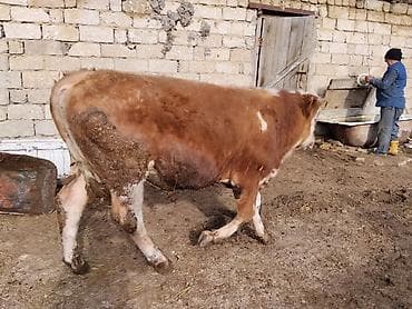 simental inək: Simental tipli dana - Cins: Simental tipli, ətlik istiqamət - Rəng — 5