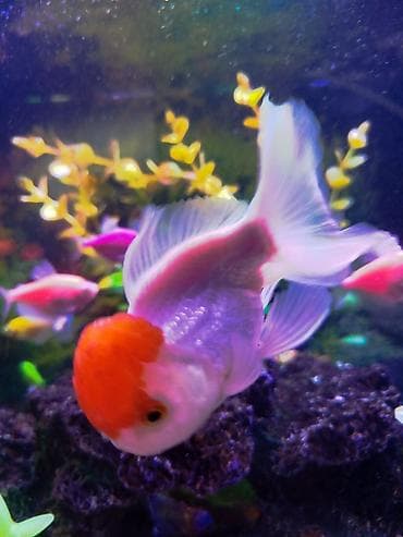 ev it: Oranda, Sülhsevər, Ünvandan götürmə — 4