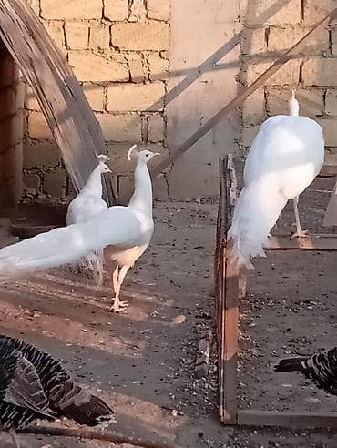 heyvanlara verilen xususi adlar: Tovuz quslari Ag 5 ilik cut 800 hidistan250 olrlekin 200. Qirqovular — 2