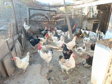 породистые собаки в добрые руки: Курица, Для разведения — 2