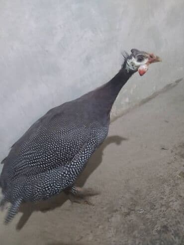 inəy quba: Fireng — 1