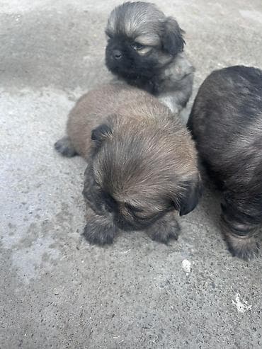 cins itlerin satisi: Pekines, 1 ay — 2