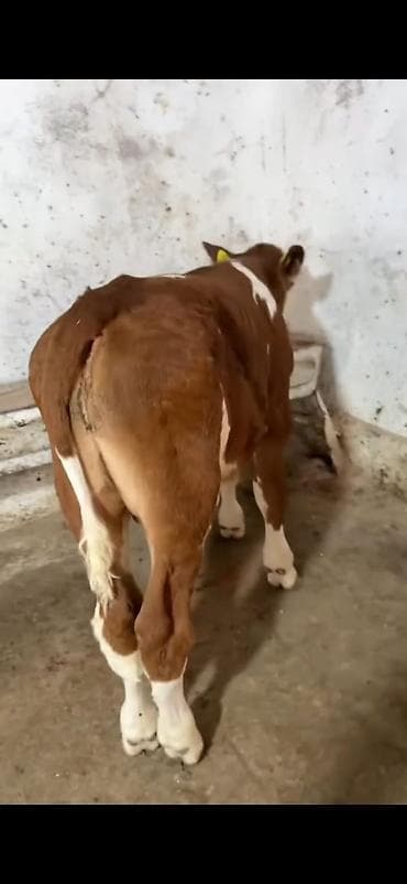 diwi dana: Simental cinsi buzov - Rəng: qırmızı-ağ ləkəli - Qulaq birkaları — 7