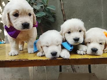 boo iti: Məhsul: Balaca it balaları – açıq krem rəngli, tüklü və yumşaq kürklü — 2