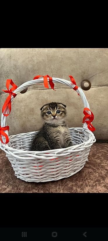 pişik geyimleri: Şinşilla, Dişi, Yaxşı əllərə, Ödənişli çatdırılma — 1