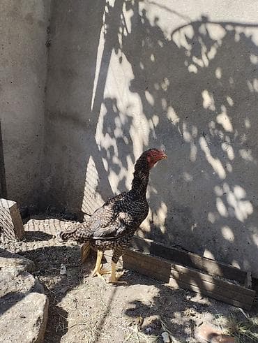 Toyuq cücələri, Damazlıq