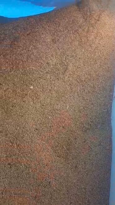 kişi xoşbəxtliyi gülü: Məhsul: Arpa toxumu ünvan ağsu rayon Təsvir:arpa satılır 16 tona — 1