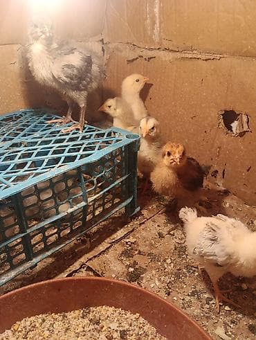 heyvanlar ucun bit dermani: Toyuq cücələri, Damazlıq, Ödənişli çatdırılma — 1