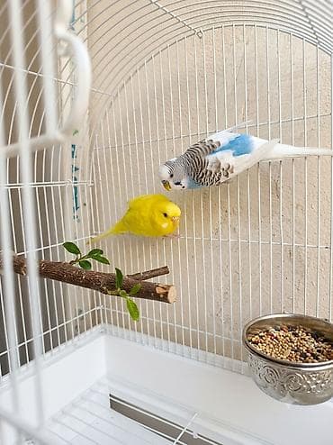 kakadu quşu: Məhsul: Dalmatin və limon rəngli iki dalğalı tutuquşu (cüt) qəfəs ilə — 2