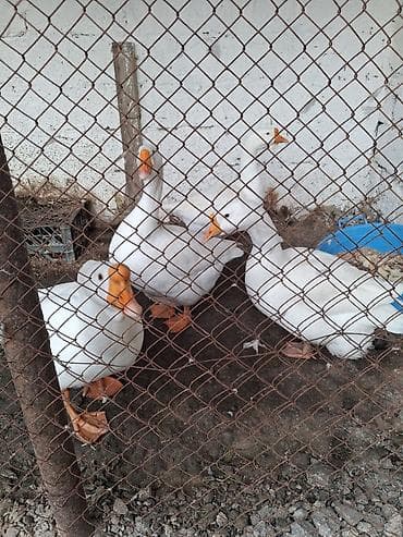 qazlar: Dişi, | Linda, Yumurtalıq, Ünvandan götürmə — 2