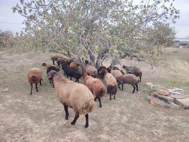 simental inekler azerbaycanda: Qala cinsi qoyunlar razılaşma yolu ilə — 7