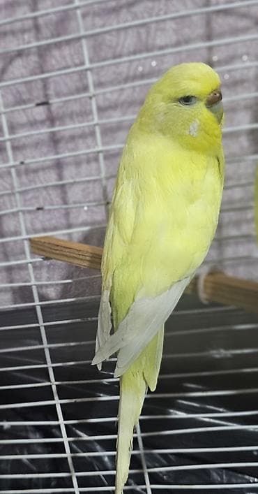 Gəmiricilər: Sarı çex dişi satılır cüte hazır qızğın quşdu real alıcılar yazsın — 1