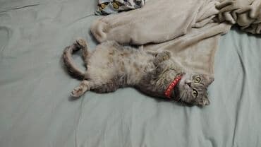 uzun qulaqlar: Şotland yastı qulaq — 4