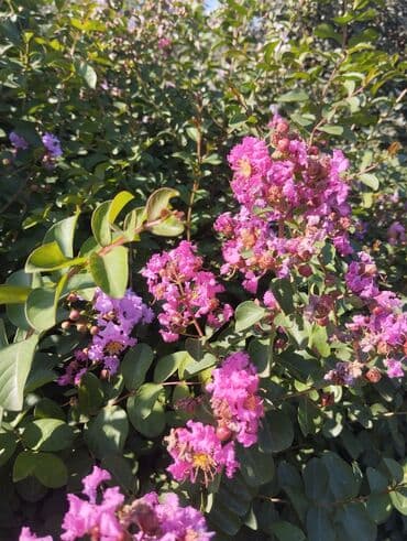 Букетные цветы: Gümüşü-boz rəngli yarpaqları olan bu evkalipt bitkiləri bağlarda və ya — 2