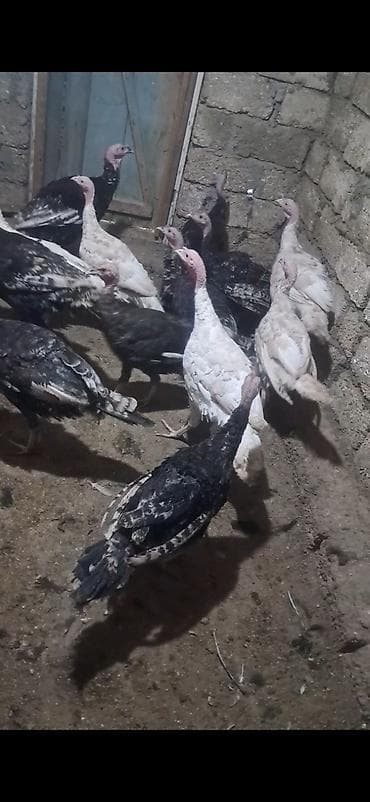 hindu: Salam Təcili tam sağlam temiz Hinduskalardir. Hem kesim hem — 1