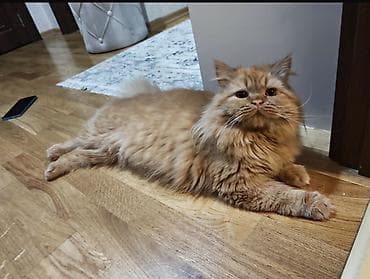 it balasi per page 99: Fars, Erkək — 2