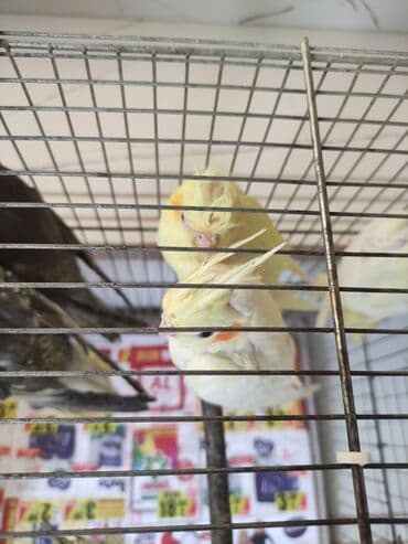 попугай жако купить в баку: Qəfəs quslar — 18