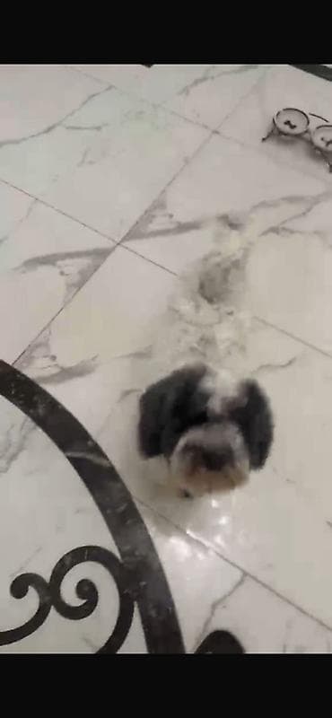 Pudel, 3 il, Erkek, Peyvəndli, Ünvandan götürmə — 3