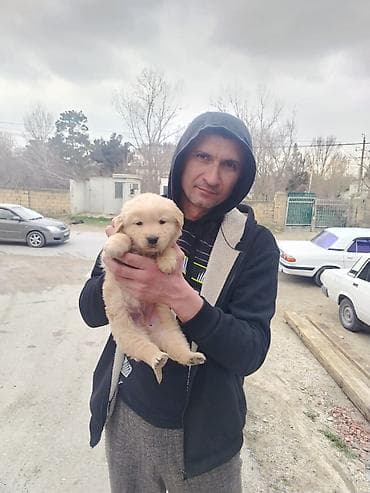 Labrador-retriver, 2 ay, Erkek, Peyvəndli, Ünvandan götürmə