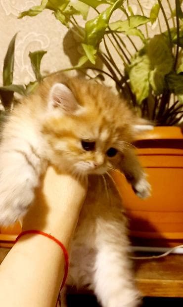 pişik cutleşdirmek: Dişi, Yaxşı əllərə, Ünvandan götürmə — 1