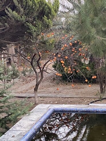 Xurma ağacı – meyvəlik üçün Meyvəsi də satılır ağacda - Növ: Xurma — 3