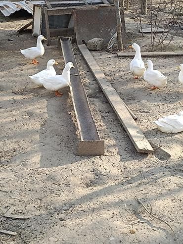 su maymunu: Qaz sürüsü – yerli təsərrüfatda bəslənmiş - Növ: ev qazı (ağ və boz — 8