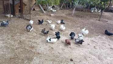 simmental inək satılır: Məhsul: müxtəlif növ ev göyərçinləri Təsvir: - Rənglər: ağ, qara — 7