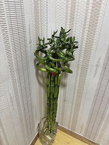 Bambuk (1ədəd) 10azn dəyərindədir.
Hündürlük 90sm — 1