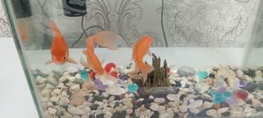 akvaryum matoru: Akvaryum komplekti – şüşə akvarium və qızıl balıqlar - Şəffaf şüşədən — 1