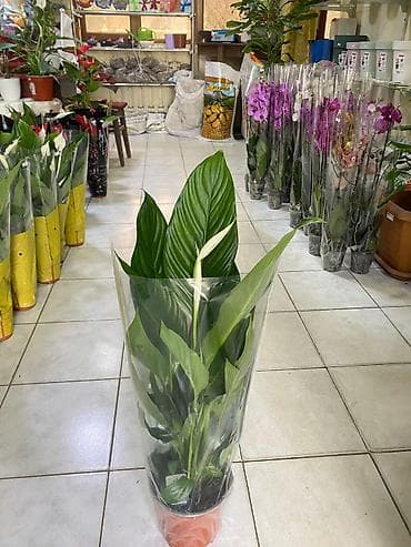 Çöl bitkiləri: ƏLAQƏ TEL : 050-557-56-51 8 marta özəl yeni hədiyyəlik — 1