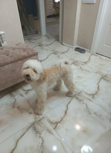 Pudel, 6 ay, Erkek, Peyvəndli, Ünvandan götürmə, Ödənişli çatdırılma lalafo.az -da Pudel, 6 ay, Erkek, Peyvəndli, Ünvandan götürmə, Ödənişli çatdırılma