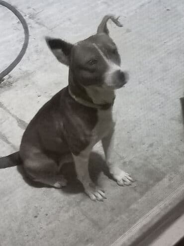 ingilis setteri it cinsi digər adı: Erkek — 1