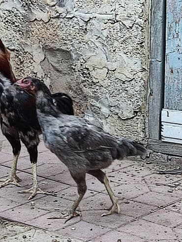 fərələr: Toyuq, Damazlıq, Ödənişli çatdırılma — 2