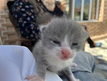 bala pişiy: Şotland, Erkək, Dişi, Yaxşı əllərə, Ünvandan götürmə — 4