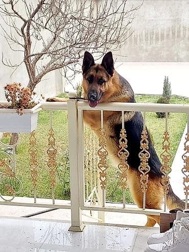 pitbull itleri: Alman çoban iti, Erkek — 3