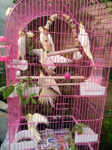 quş şekilleri: Bala var əl qusu var qiymetleri 45 Azn hamsin alana endirim tam — 6