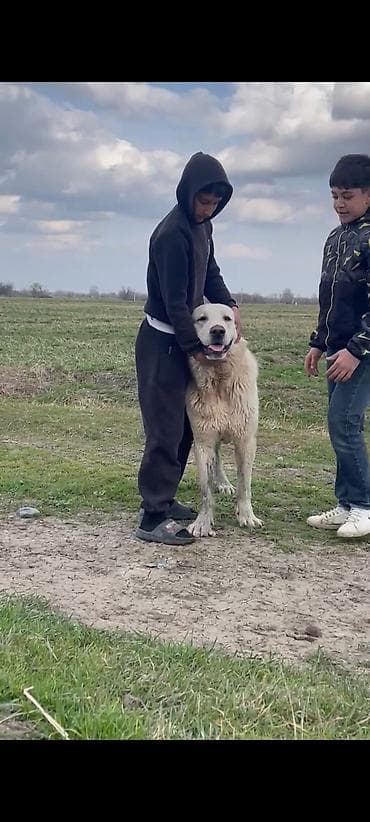 alabay itlər: Alabay — 2