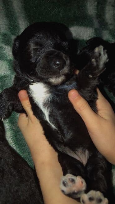 ağ pişik şəkilləri: 1 ay, Dişi, Ünvandan götürmə — 3