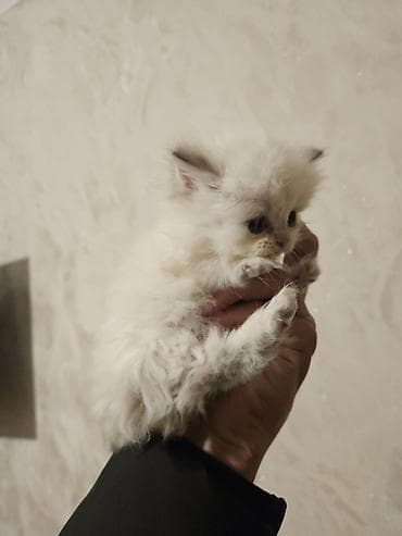 Птицы: Персидская — 8