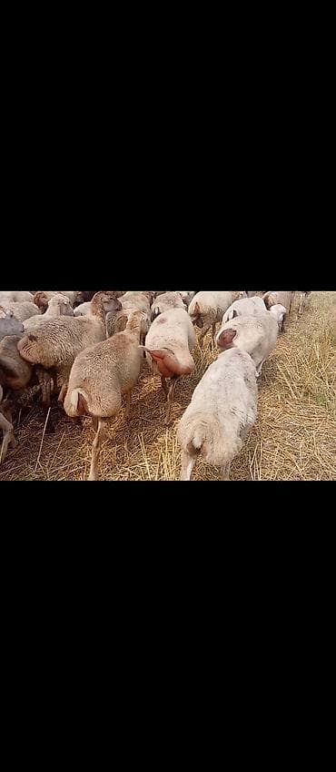 sani keçi: Qoyun sürüsü satılır - Növ: yağlı quyruq yerli qoyunlar (sürüdə — 5